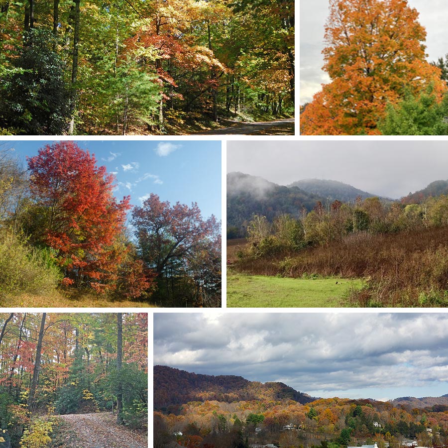 Fall Foliage Primer - November 6, 2019